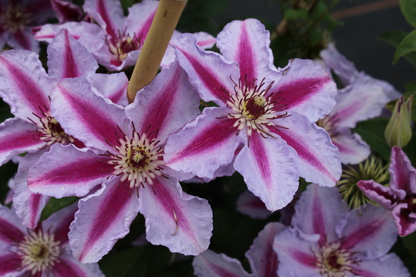 Clematis, Waldrebe 'Tudor'