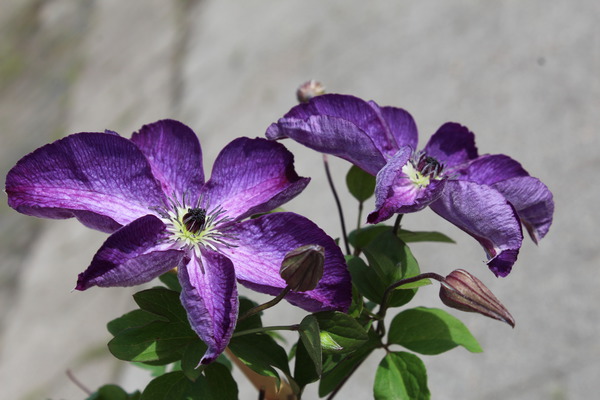 Violette Blüten der Waldrebe 'Venosa Violacea'