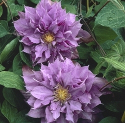 Clematis, Waldrebe 'Vyvyan Pennell'