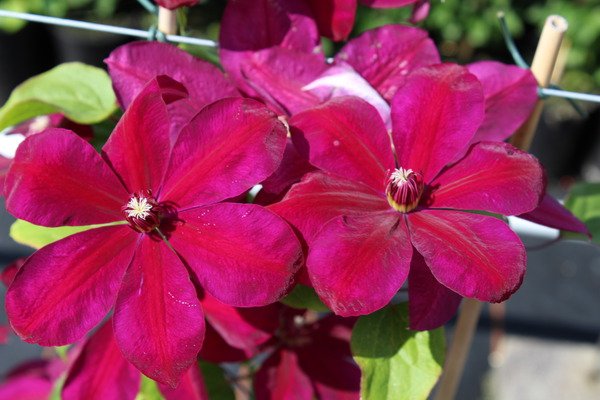 Clematis, Waldrebe 'Westerplatte'