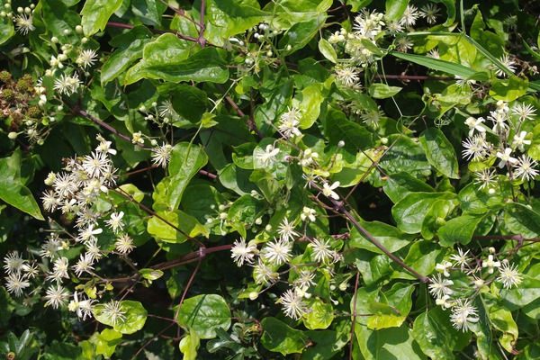 Clematis vitalba, Waldrebe