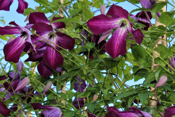 Clematis viticella mit violetten Blüten