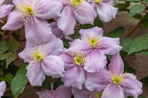Clematis Waldrebe, Clematis montana 'Mayleen'