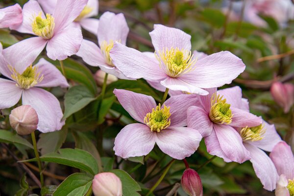 Clematis Waldrebe, Clematis montana Tetrarose