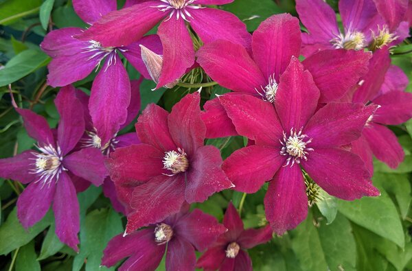 Clematis Rouge Cardinal, Clematis Hybride, Waldrebe, grossblumig, Querformat