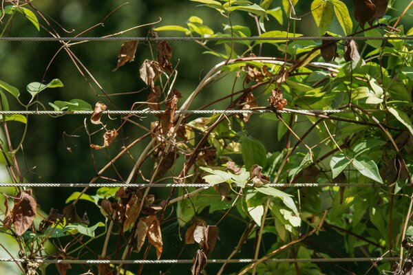 Krankheiten der Clematis, Clematiswelke