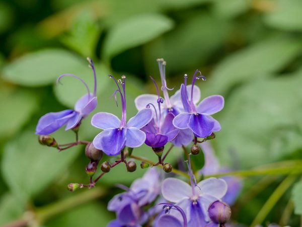 Clerodendrum ugandense