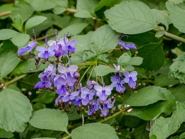 Clerodendrum ugandense