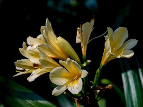 Clivia miniata