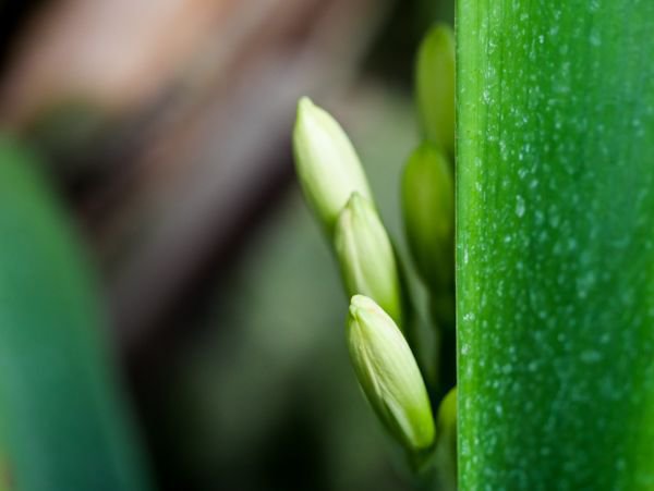 Clivia miniata