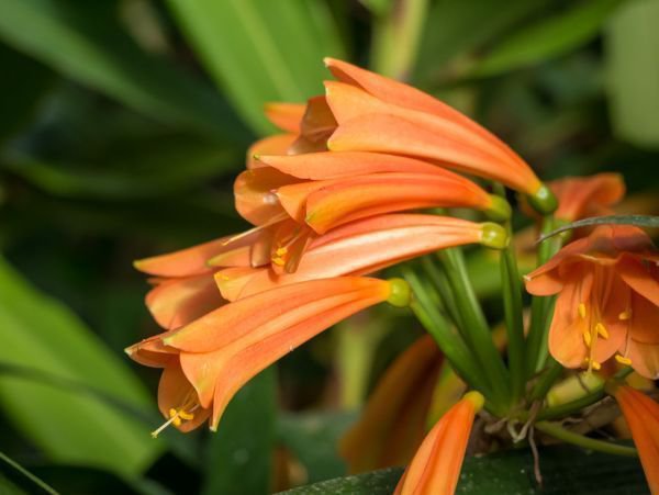 Clivia miniata