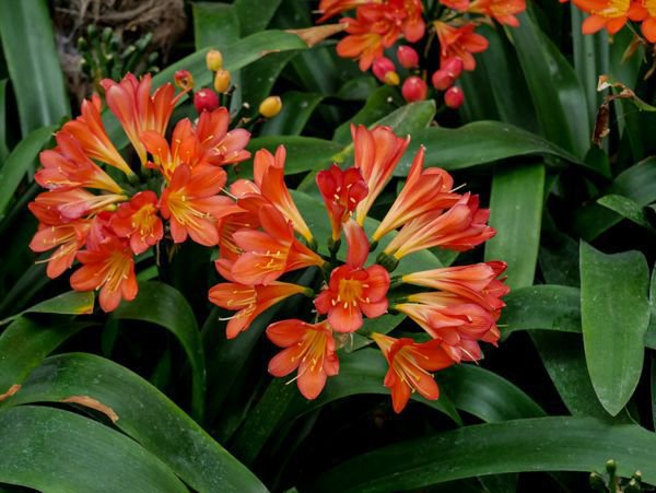 Clivia miniata Clivienblüte