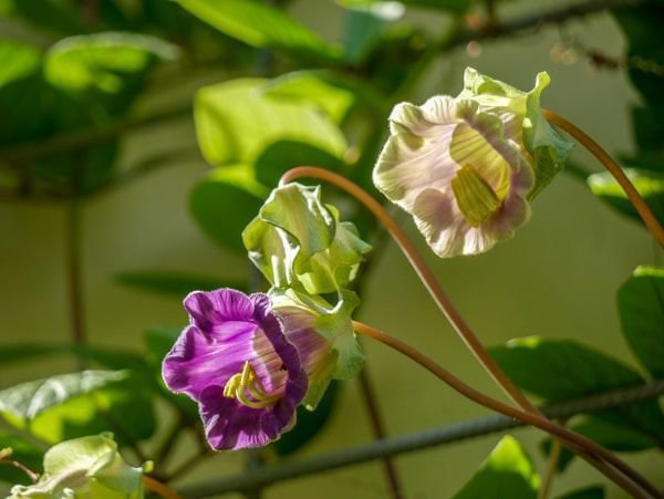 Cobaea scandens