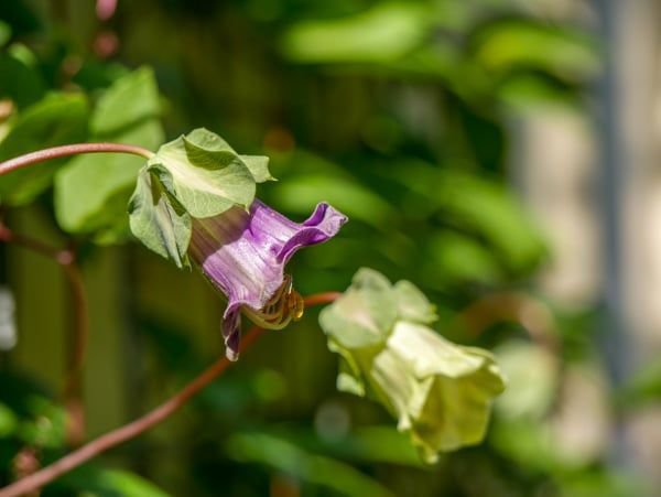 Cobaea scandens