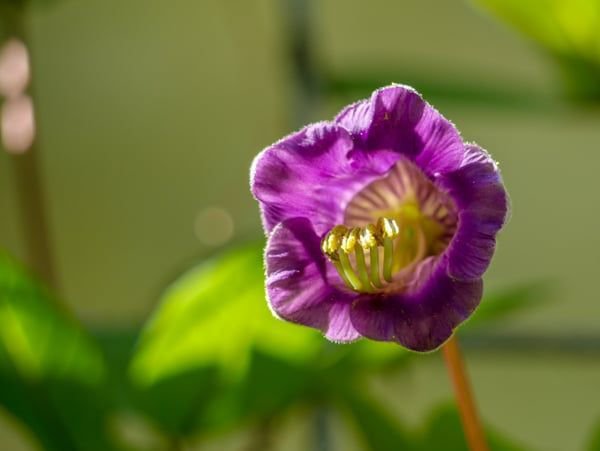 Cobaea scandens