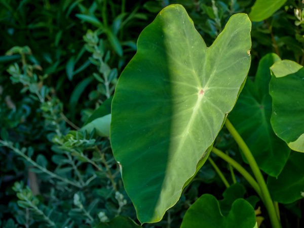 Je wärmer, desto größer werden die Blätter von Colocasia esculenta