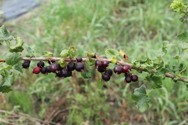 Jostabeere, Confi-Beere 'Jomini', Ribes x nidigrolaria
