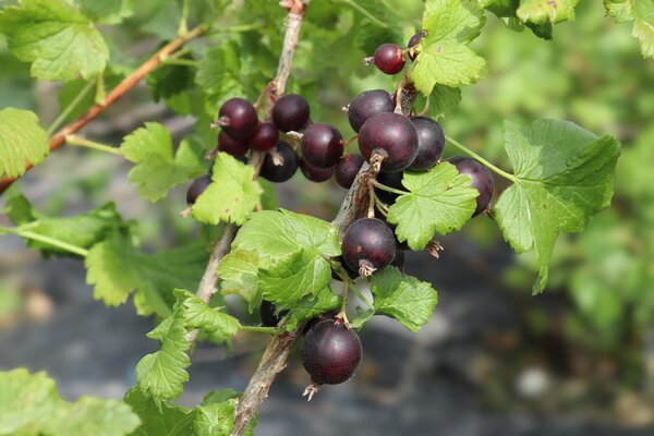 Jostabeere, Confi®-Beere Jomini®, Ribes x nidigrolaria, korr Jostabeere, Confi®-Beere Jomini®, Ribes x nidigrolaria, korr
