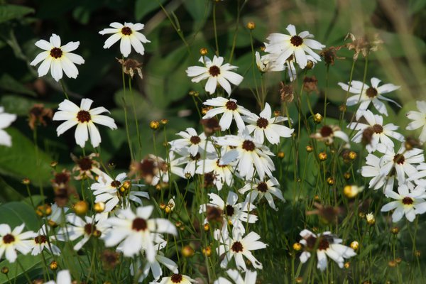 Coreopsis pubescens 'Fools Gold'