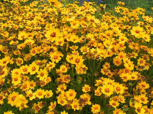 Coreopsis lanceolata 'Sterntaler'