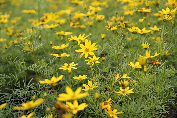 Coreopsis verticillata 'Zagreb' Coreopsis verticillata 'Zagreb'