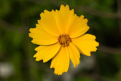 Coreopsis