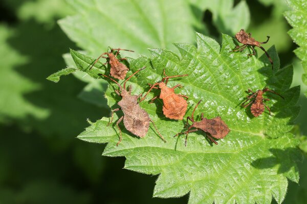 Coreus marginatus, Lederwanze, Wanzen, Larven und Adulte