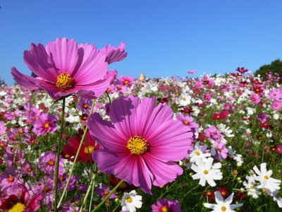 Cosmea Aussaat, Standort & Schmuckkörbchen Pflege