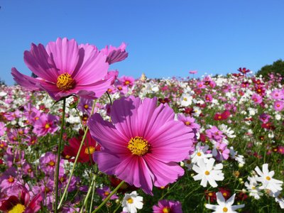 Cosmea Aussaat, Standort & Schmuckkrbchen Pflege