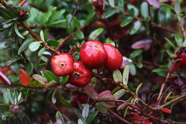 Cranberry Anbau, Lubera