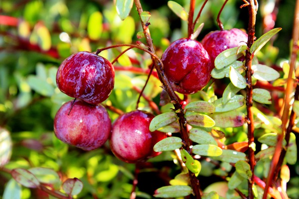 Cranberry gesund Cranberry Red Balloon Lubera