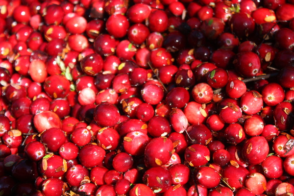 Superfoods Cranberry Red Balloon Moosbeere Lubera