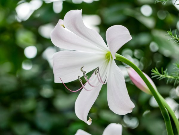 Gartenamaryllis