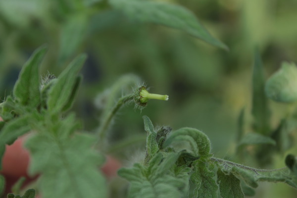 Crispr emaskulierte Tomatenblüte Lubera