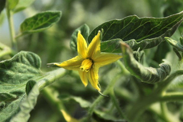 Crispr Tomatenblüte Lubera