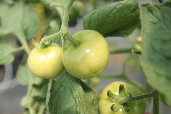 Crispr Tomate unreif Lubera