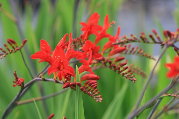 Crocosmia masoniorum 'Lucifer'