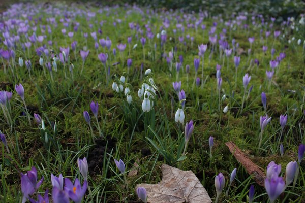 Krokus und Schneeglckchen, Crocus tommasinianus und Galanthus nivalis, krokus bltzeit