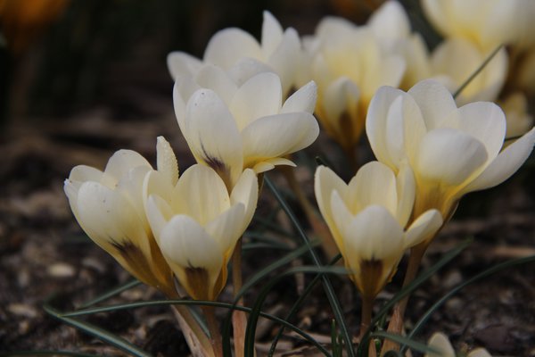 Botanischer Krokus 'Cream Beauty'