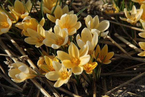 Botanischer Krokus 'Romance'