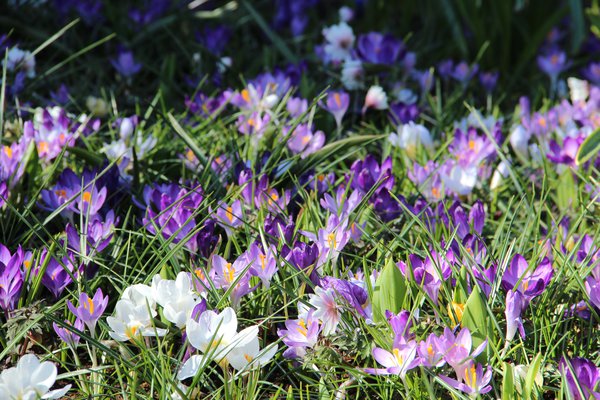 Krokusse pflanzen Lubera