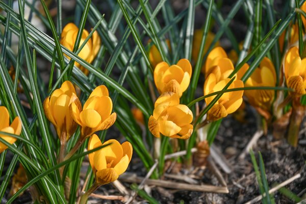 Crocus, Krokus, Dorothy