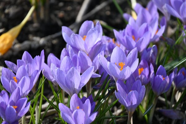 Botanischer Krokus 'Zwanenburg'