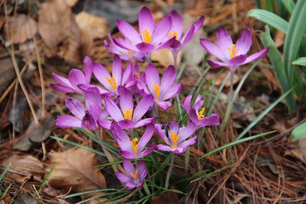 Gartenarbeit im Januar Lubera Elfenkrokus