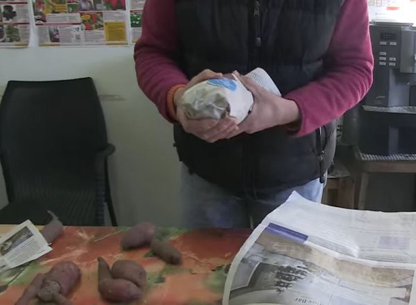 Curring der SÃ¼sskartoffeln