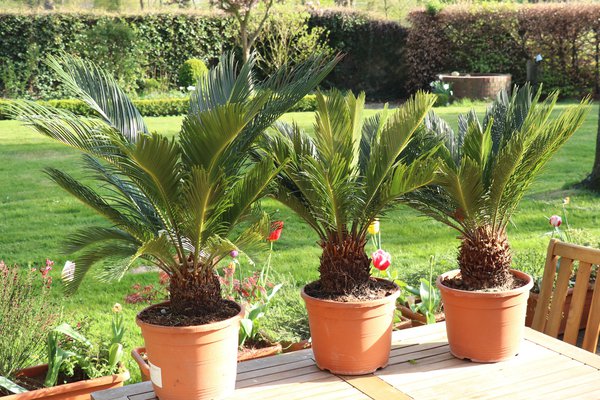 Japanischer Palmfarn, Sagopalmfarn (Cycas revoluta)