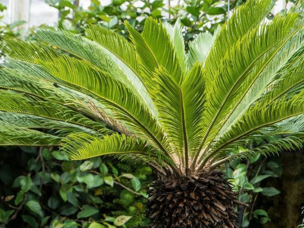 Cycas revoluta