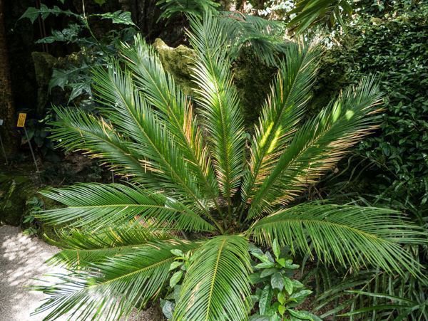 Cycas revoluta