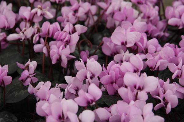 Cyclamen coum