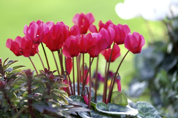 Alpenveilchen Rot, Cyclamen persicum